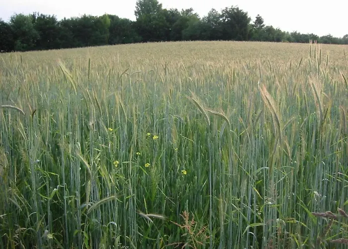 Near Nature Reserve * بيميلين